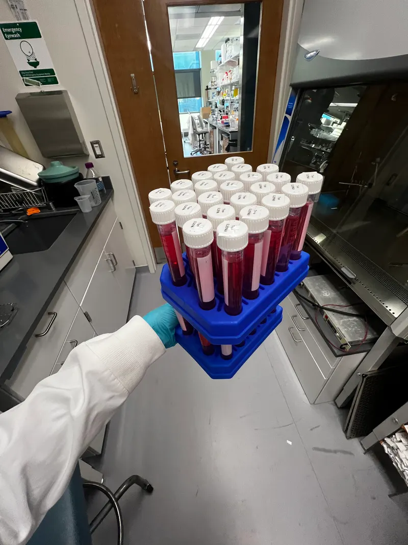 A gloved hand holding a blue rack filled with conical tubes containing red liquid inside a laboratory space.